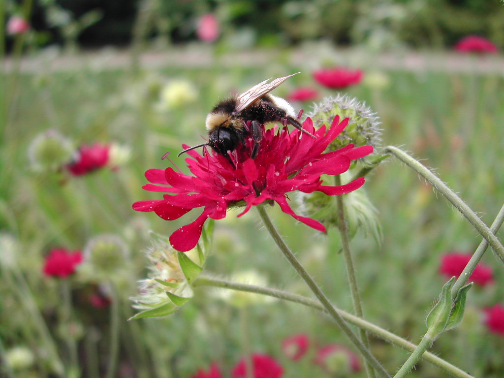 Bienchen summ