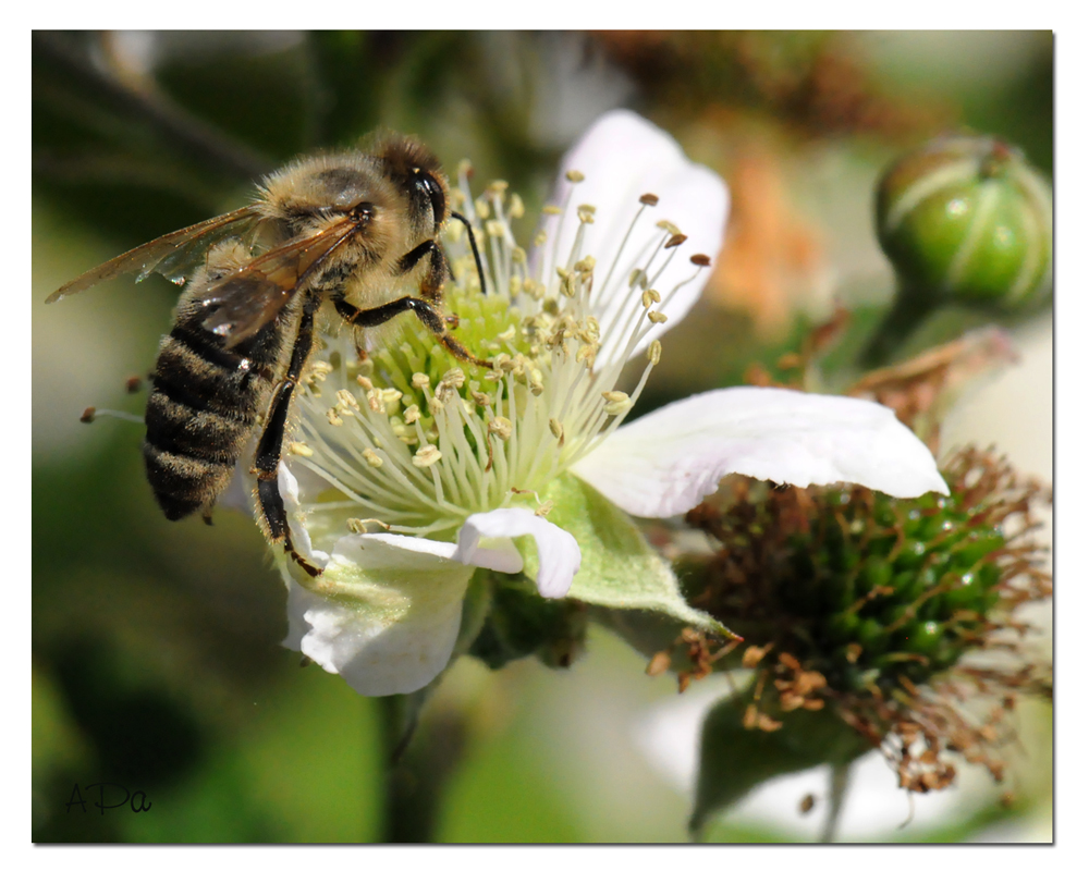 Bienchen summ!