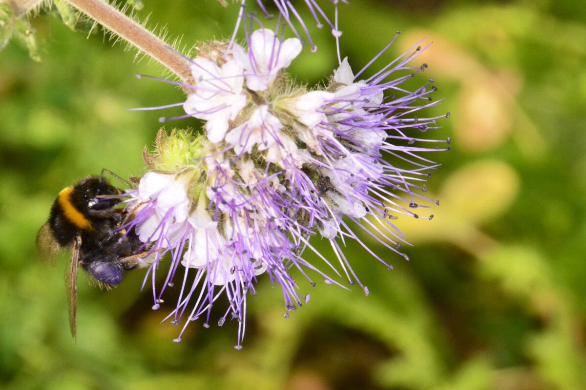 Bienchen summ herum