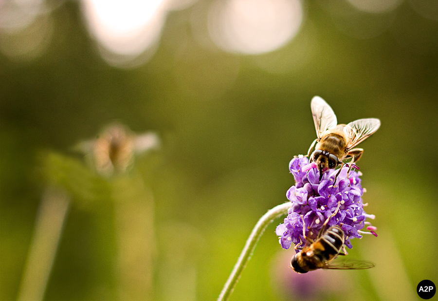 Bienchen summ herum