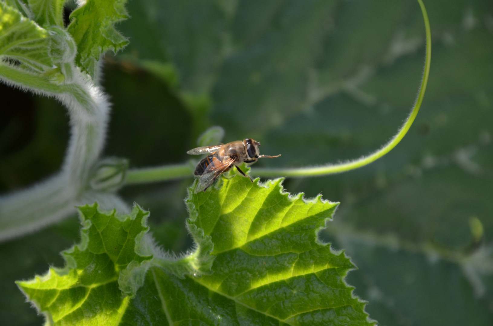 Bienchen summ herum !