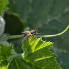 Bienchen summ herum !