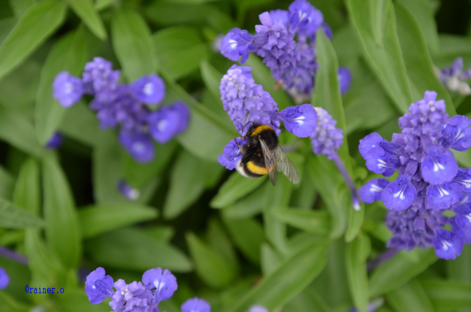 bienchen summ herum :-)