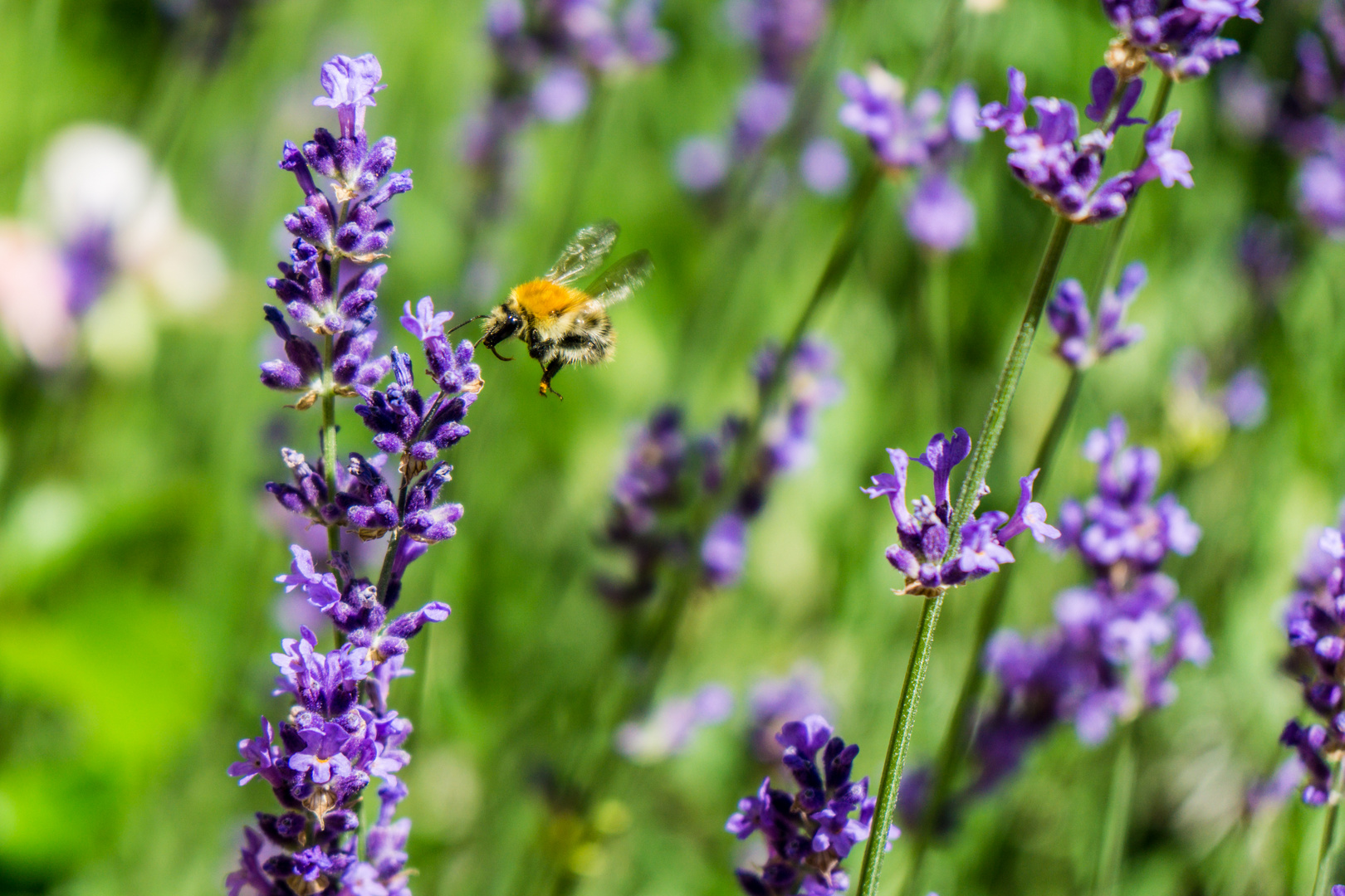 Bienchen summ herum