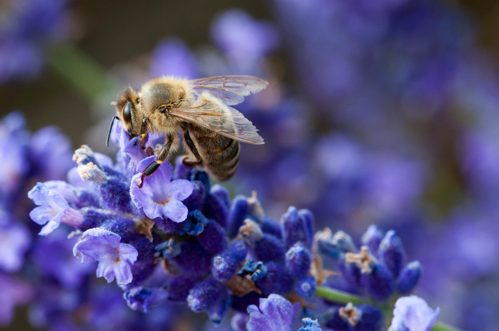 Bienchen summ herum