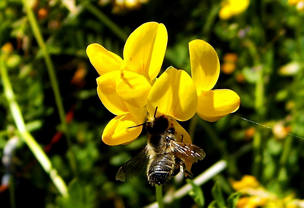 Bienchen summ herum