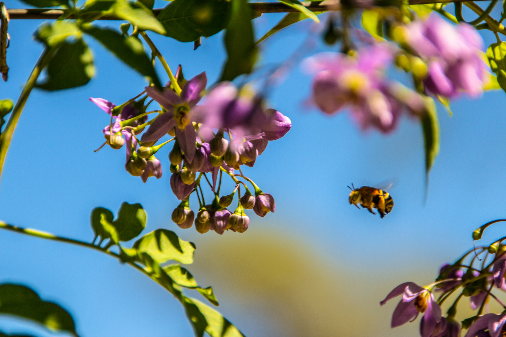 Bienchen summ herum