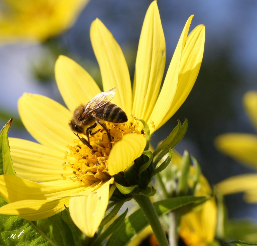 Bienchen summ herum