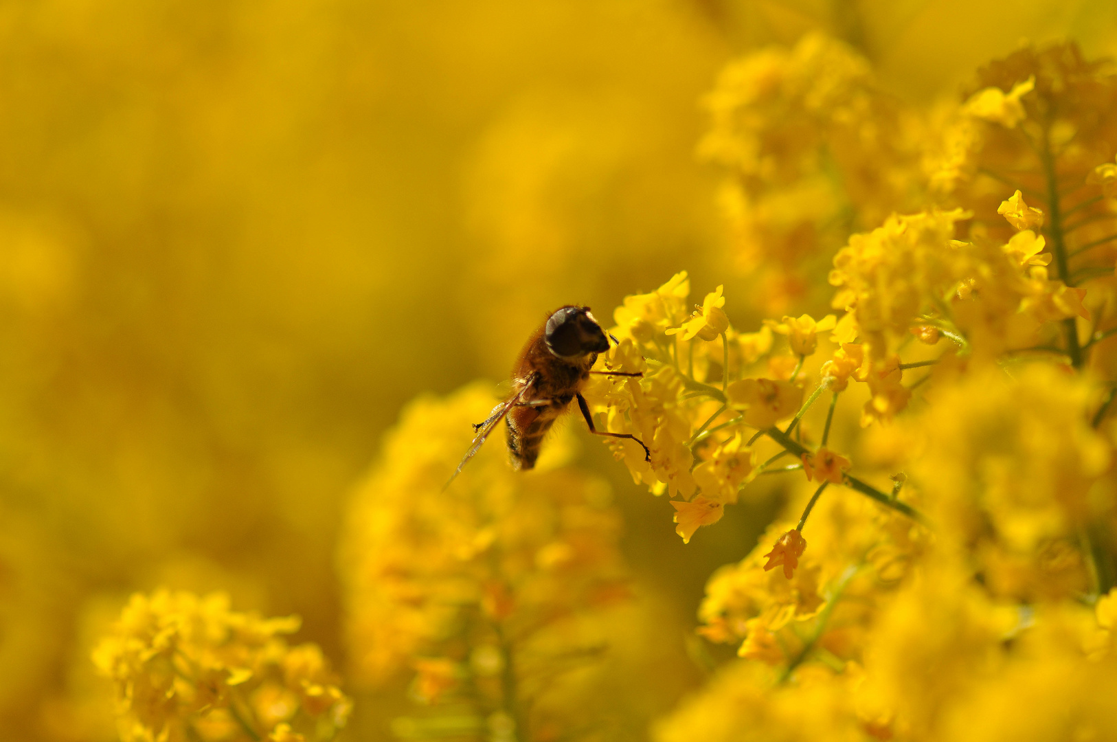 Bienchen summ herum...