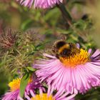 Bienchen Summ im Herbst