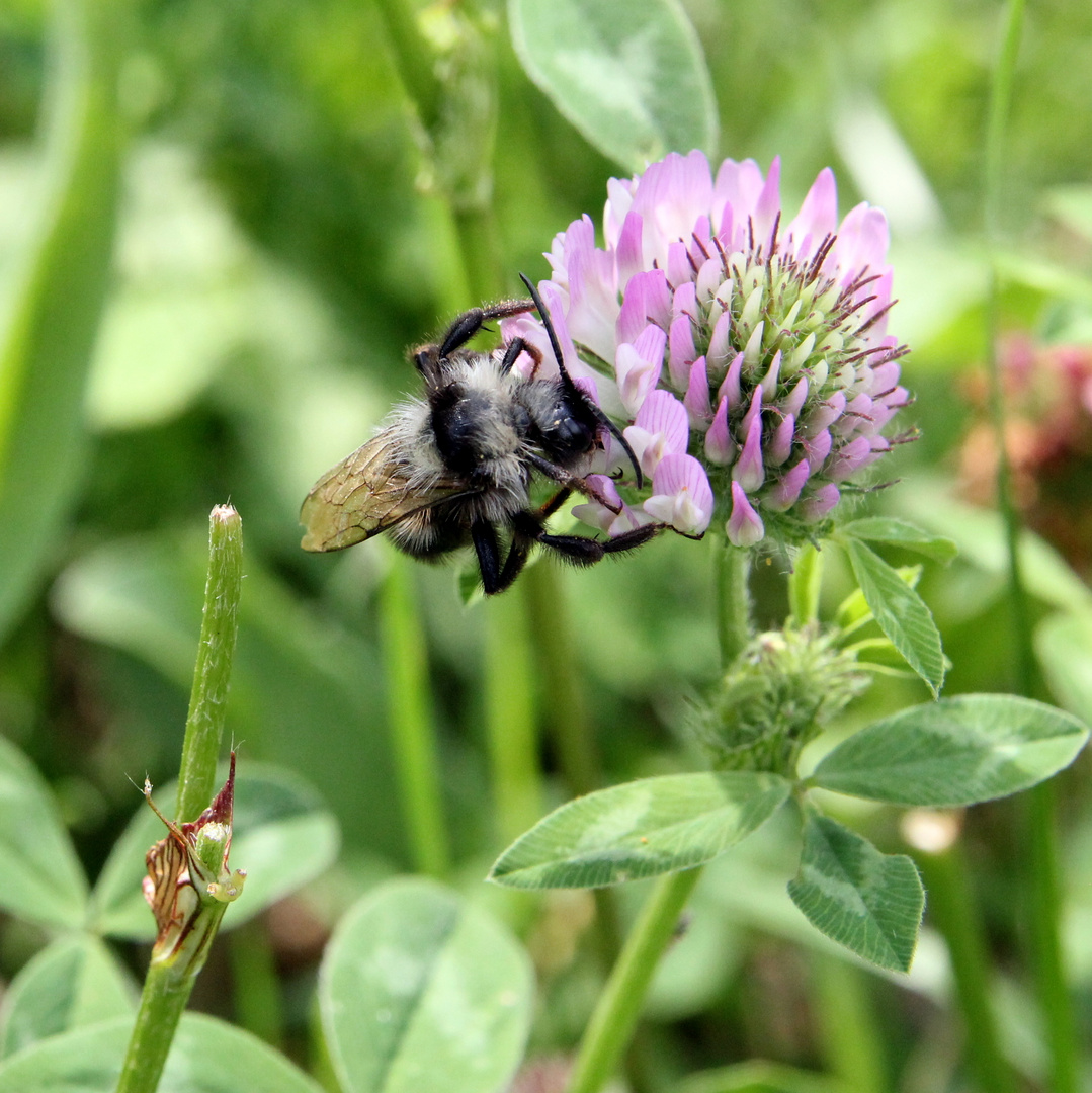 Bienchen summ summ um mich rum...