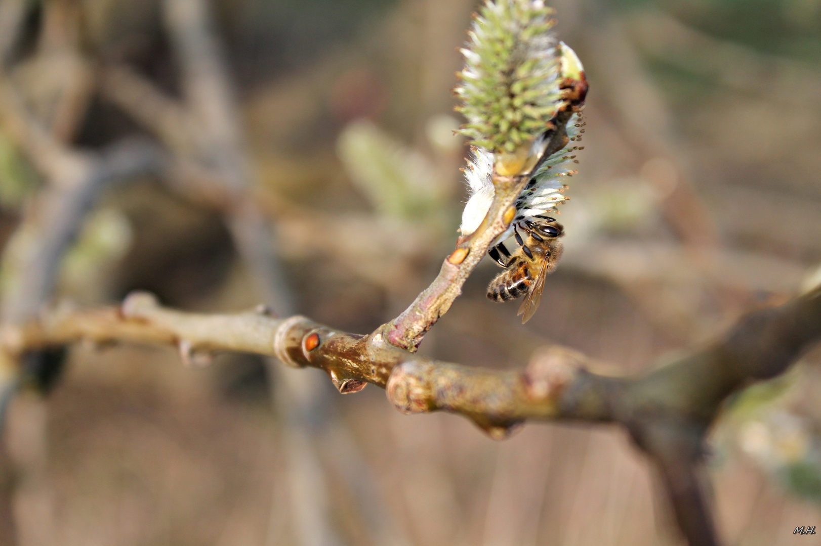 Bienchen summmm...