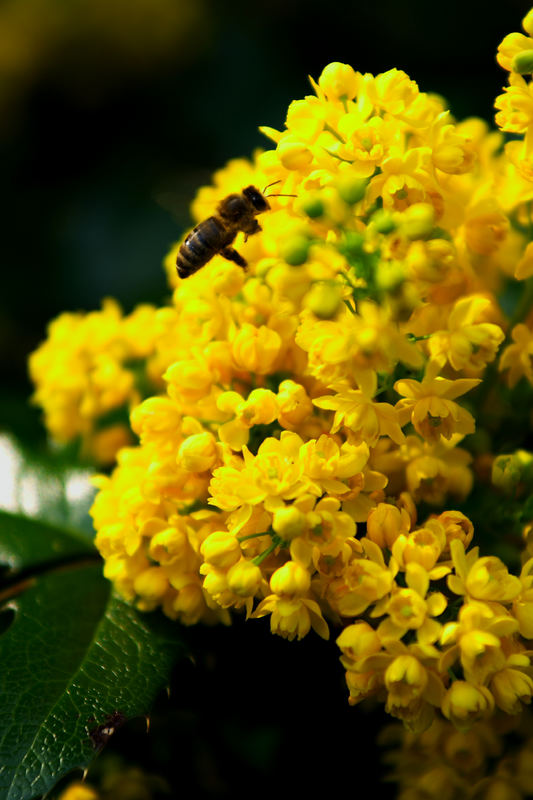 Bienchen summmmmm....