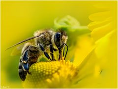 Bienchen summt herum-1