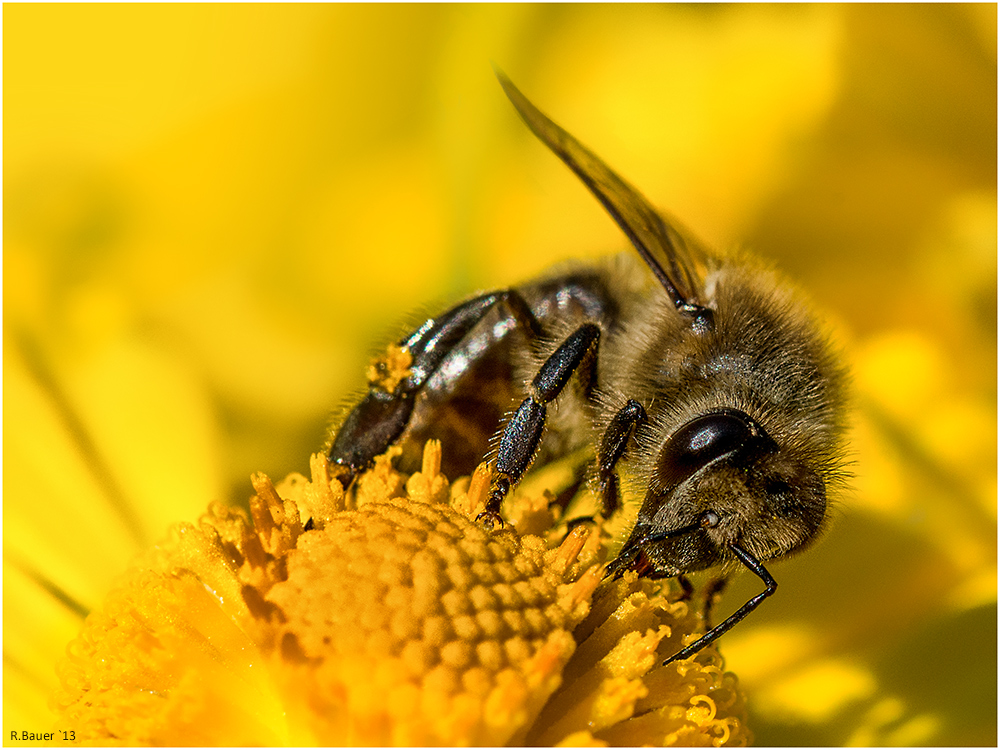 Bienchen summt herum-2