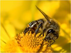 Bienchen summt herum-2