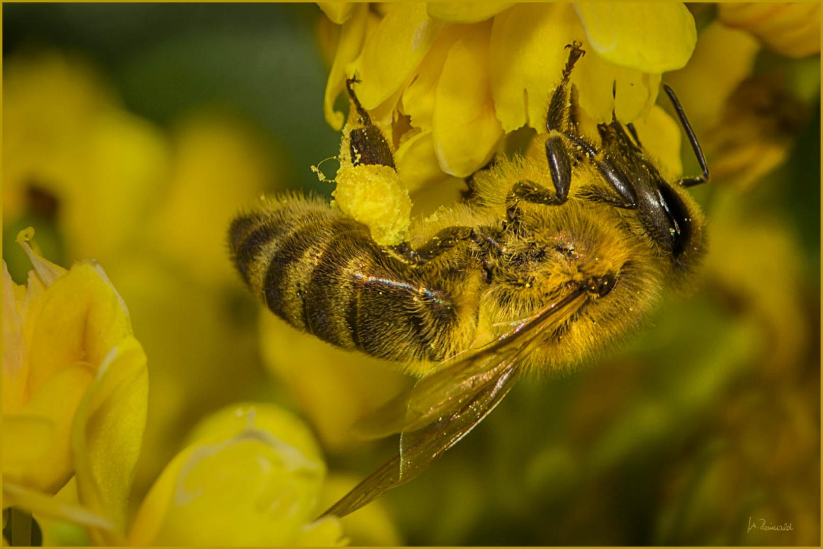 Bienchen - Ton in Ton