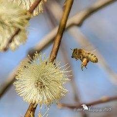 Bienchen trägt Pollen ein