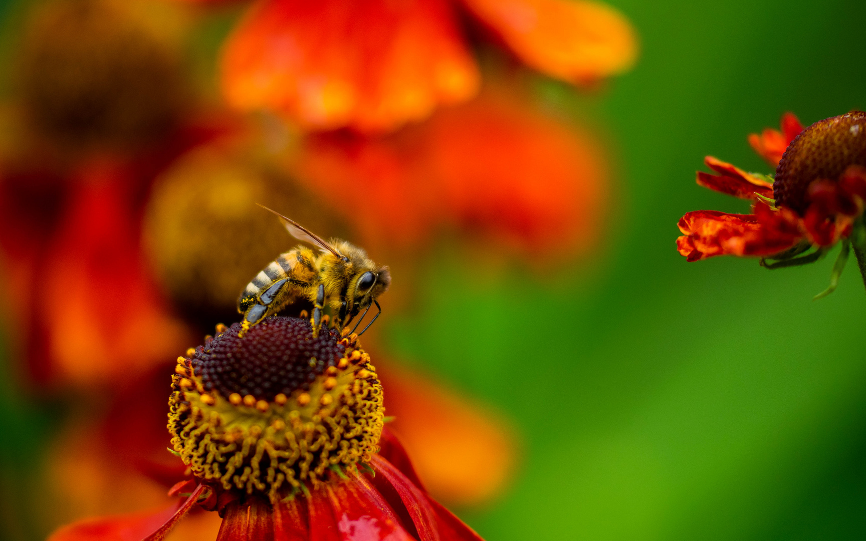 Bienchen trifft Blümchen