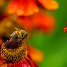 Bienchen trifft Blümchen