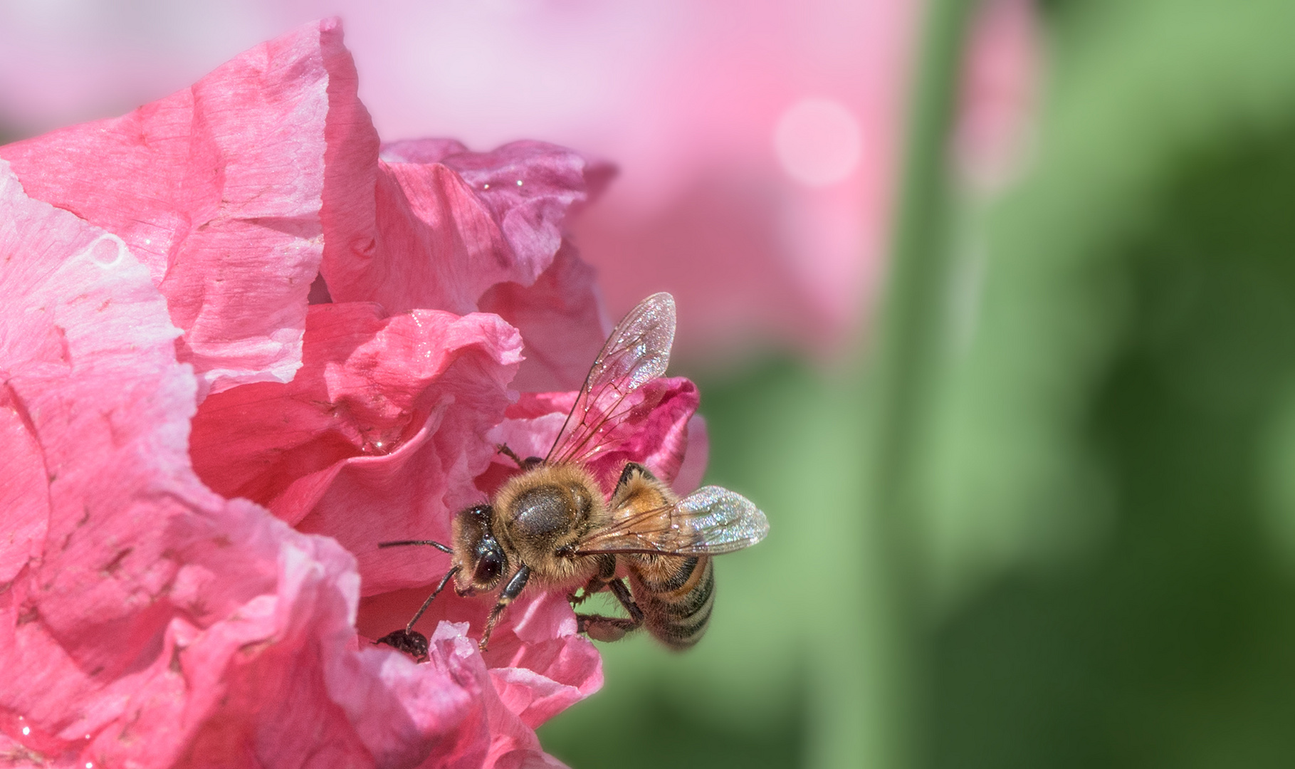 Bienchen trifft Käferchen