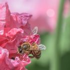 Bienchen trifft Käferchen