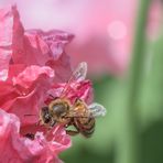 Bienchen trifft Käferchen