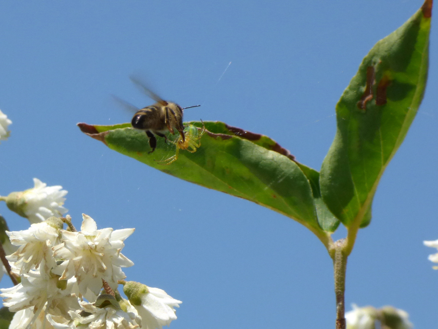 Bienchen trifft Spinne