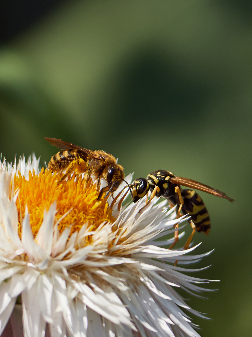 Bienchen trifft Wespe