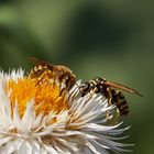 Bienchen trifft Wespe