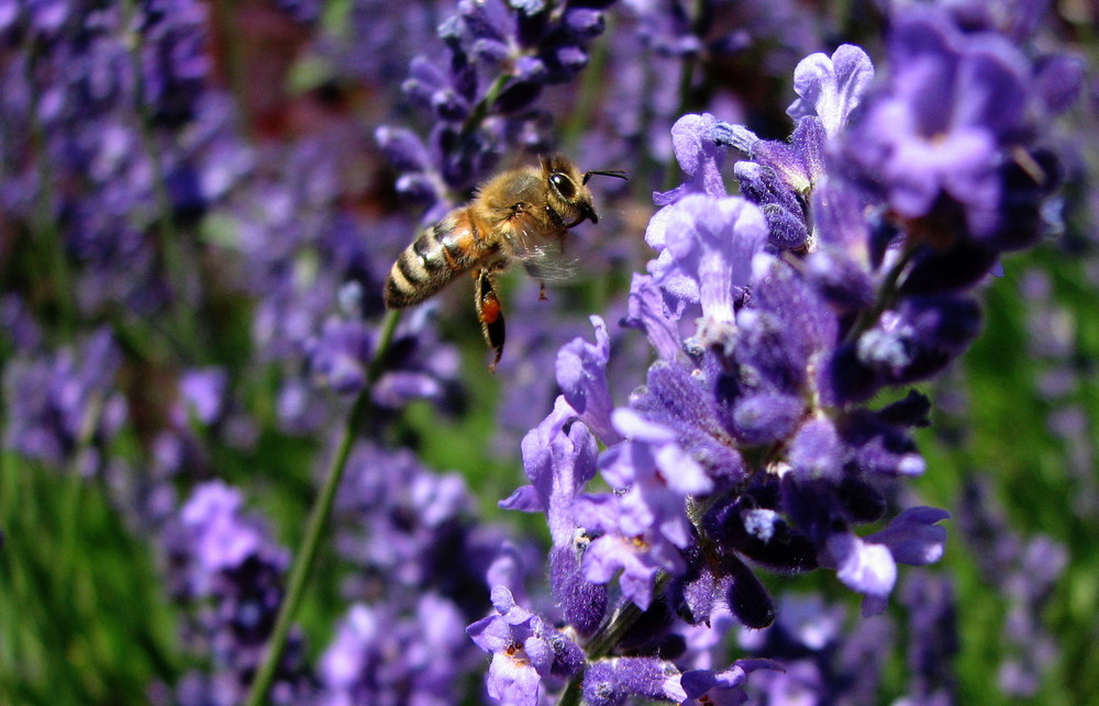 Bienchen und Blümchen