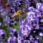 Bienchen und Blümchen