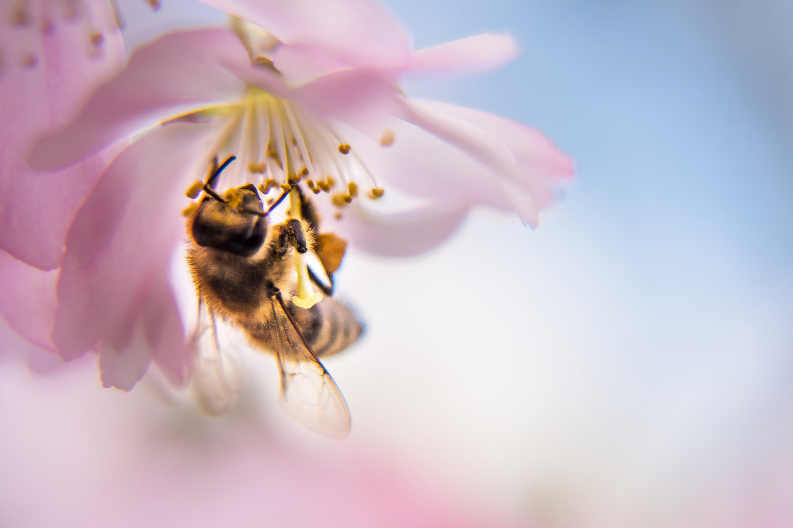 Bienchen und Blümchen