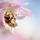 Bienchen und Blümchen