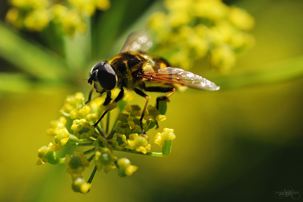 Bienchen und Blümchen