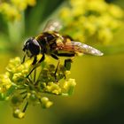 Bienchen und Blümchen