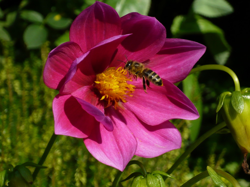 Bienchen und Blümchen