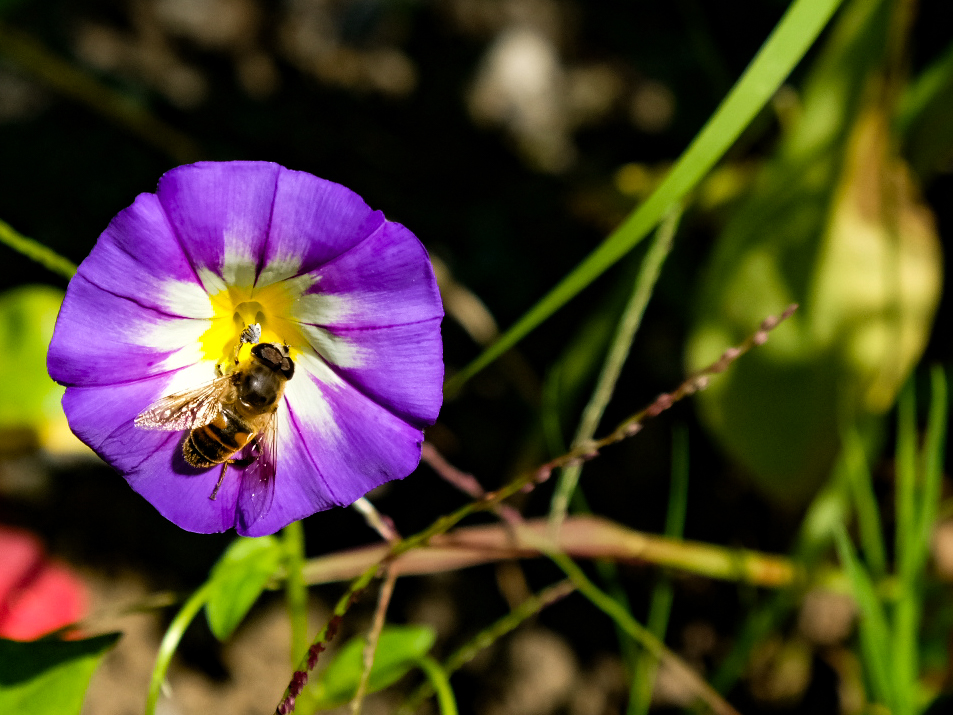 Bienchen und Blümchen 