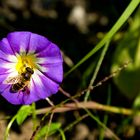 Bienchen und Blümchen 