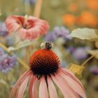 Bienchen und Blümchen