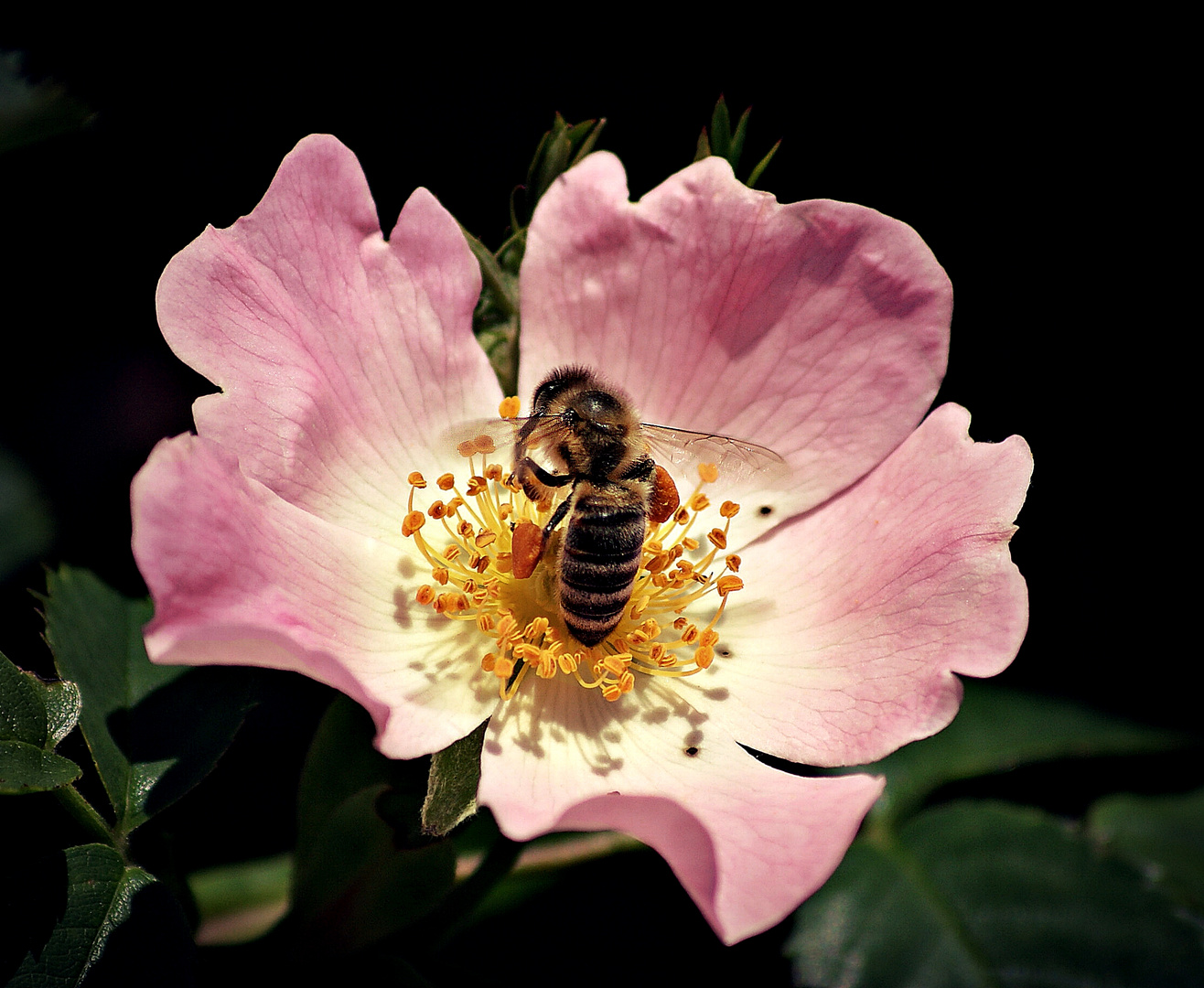 Bienchen und Blümchen