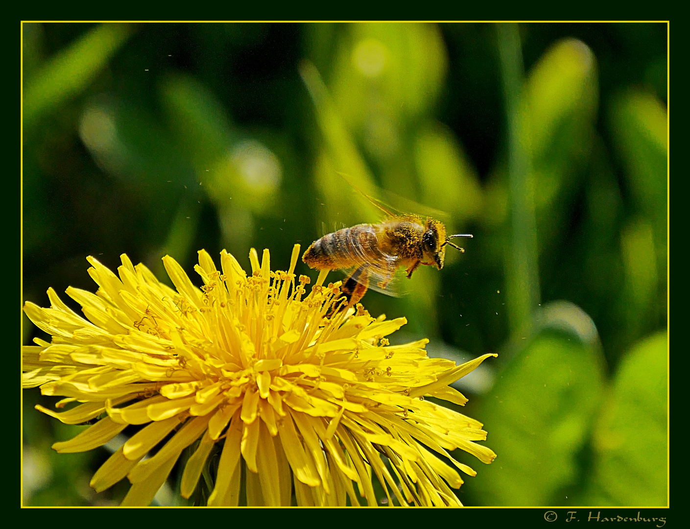 Bienchen und Blümchen 1