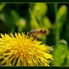 Bienchen und Blümchen 1