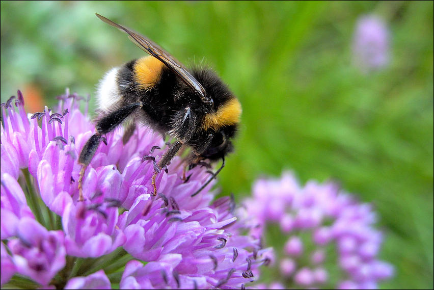 Bienchen und Blümchen