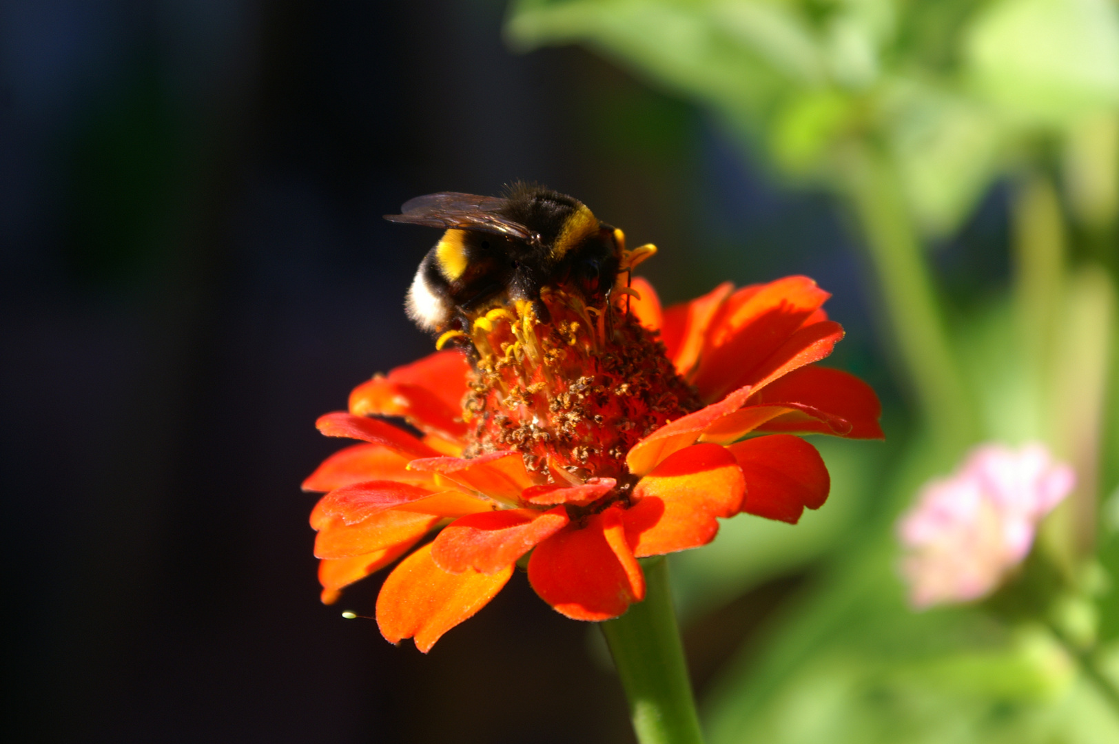 bienchen und blümchen.