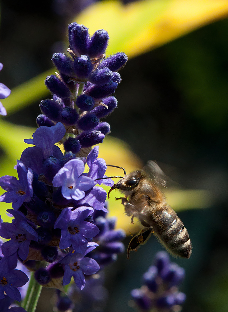 Bienchen und Blümchen