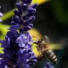 Bienchen und Blümchen