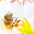 Bienchen und Blümchen...