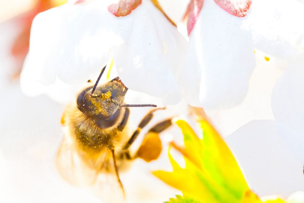 Bienchen und Blümchen... by Til Schröder 