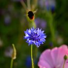 Bienchen und Blümchen